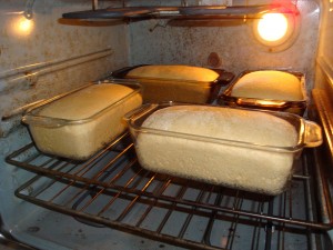 bread dough in oven, risen, and ready to cook