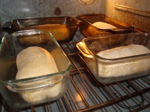 bread dough rising in the oven
