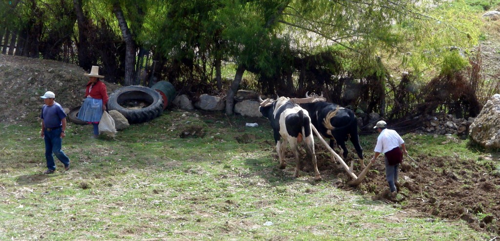 neighbors plowing field